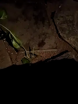 naveen 3222 online show from April 15, 2026, 2:46 pm