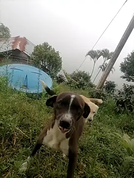 Ckinetor online show from January 11, 2026, 5:29 pm