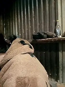 sary-hot2x online show from January 7, 2026, 11:51 pm