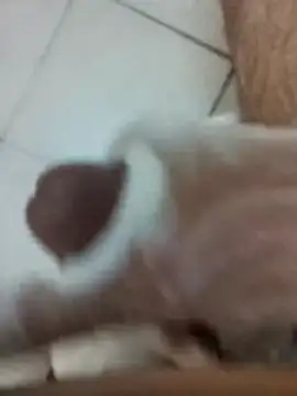 Amoooooun online show from December 17, 2025, 9:04 am