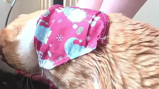 Feetbeth online show from March 4, 2026, 7:42 pm