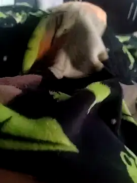 Snapshot of Pretinho_dotado chatting on December 20, 2025, 8:21 am Pretinho dotado online show from December 20, 2025, 8:21 am