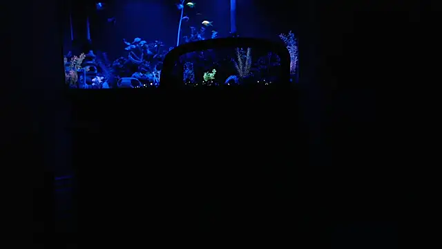 EspanolVato online show from February 15, 2026, 9:30 am