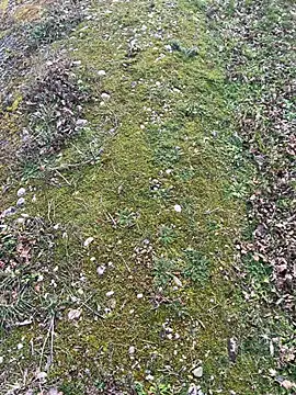 Snapshot of magicdickx21 chatting on February 20, 2026, 2:06 pm magicdickx21 online show from February 20, 2026, 2:06 pm