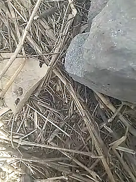 Cute Boy 4 online show from March 13, 2026, 10:00 am