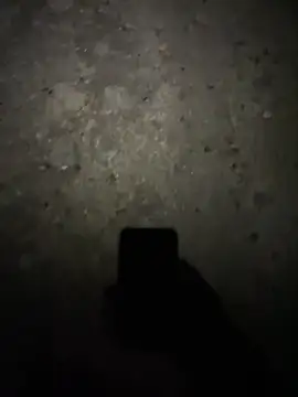 stallone italiano 62 online show from February 17, 2026, 11:22 pm