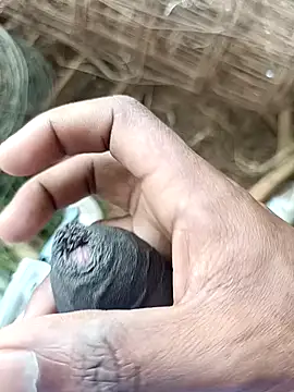 sanju 5418 online show from April 7, 2026, 7:09 am