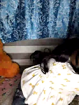 Snapshot of pinki-rani1 chatting on July 7, 2026, 5:17 pm pinki-rani1 online show from July 7, 2026, 5:17 pm