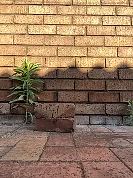 Snapshot of ZeusBlackDick chatting on November 1, 2025, 4:58 am ZeusBlackDick online show from November 1, 2025, 4:58 am