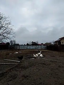 sarpe4 online show from December 23, 2025, 6:44 am