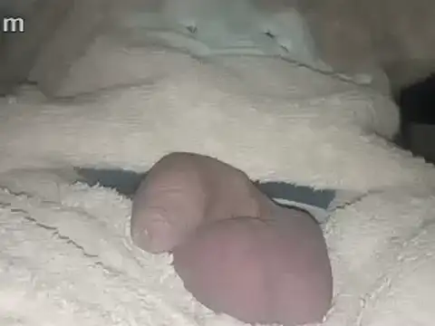 Snapshot of Bigdick666cm chatting on February 22, 2025, 3:45 am Bigdick666cm online show from February 22, 2025, 3:45 am