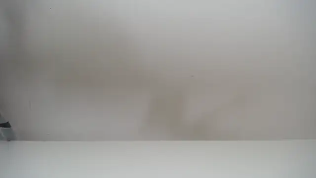 salomecastro  online show from November 19, 2025, 6:30 pm