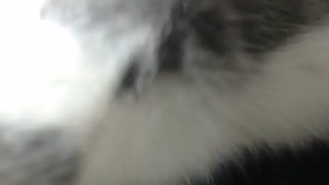 Snapshot of prettyangelsquirt chatting on April 8, 2026, 11:27 pm prettyangelsquirt online show from April 8, 2026, 11:27 pm