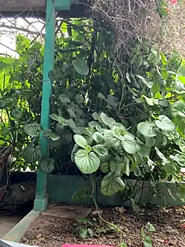 sofy alone online show from October 17, 2025, 5:26 pm