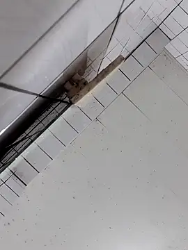 cindy01113520 online show from October 2, 2025, 2:57 pm