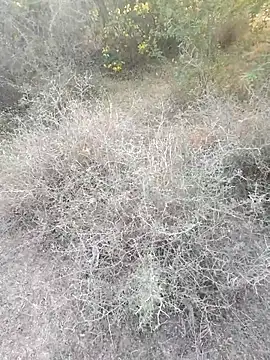 rameshmry1 online show from March 6, 2026, 12:12 pm