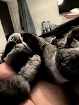 Snapshot of Furdale chatting on November 18, 2025, 5:17 pm Furdale online show from November 18, 2025, 5:17 pm