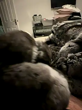 Snapshot of Furdale chatting on November 24, 2025, 4:40 pm Furdale online show from November 24, 2025, 4:40 pm