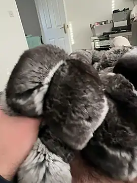 Furdale online show from February 23, 2026, 3:53 pm