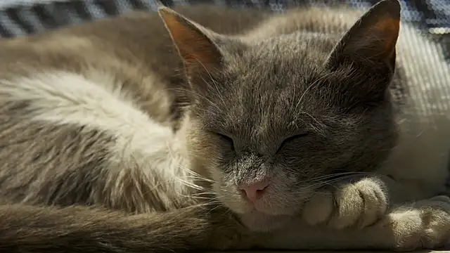 tattooed test online show from December 30, 2024, 8:43 am