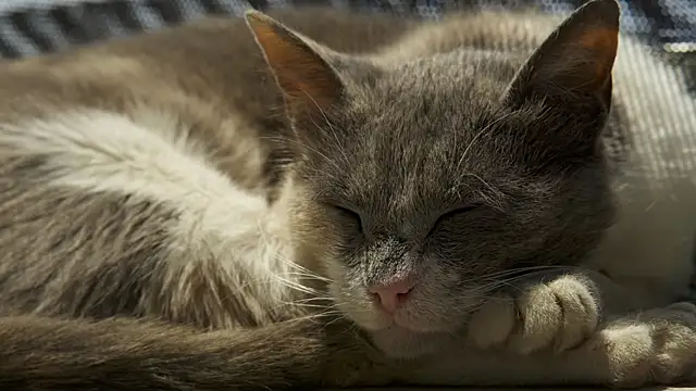 tattooed test online show from February 18, 2025, 11:11 am