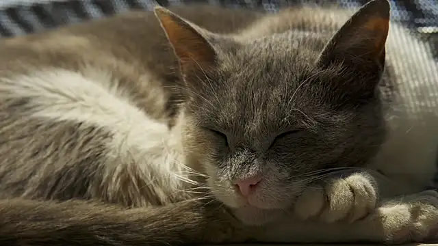 tattooed test online show from February 27, 2025, 10:04 am