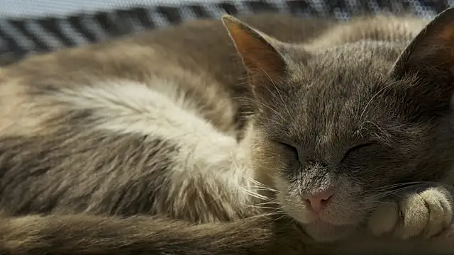 tattooed test online show from October 9, 2025, 3:54 pm