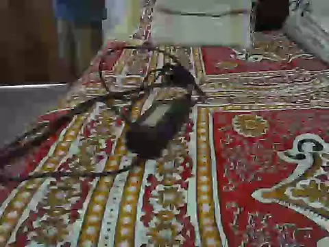 Roxy Hard online show from April 8, 2026, 10:37 am